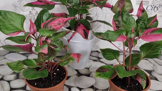 Альтернантера Party Time. Если произошел казус.