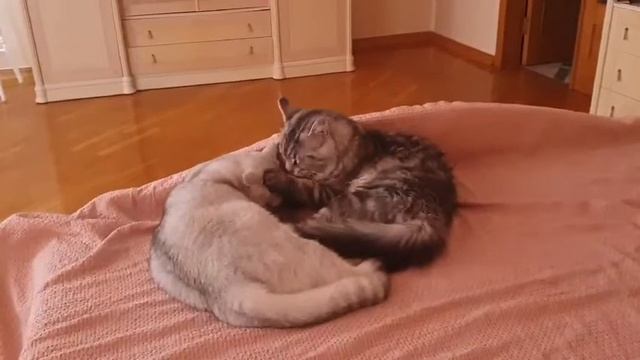 MAINE COON AND BRITISH SHORTHAIR .LOVE. КОТЯТА . МЕЙН КУН И БРИТАНСКАЯ КОРОТКОШЕРСТНАЯ.