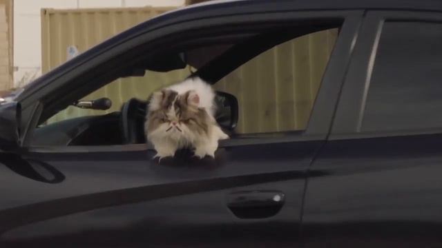 NEW FEATURE - Meet the Star Cats! смотреть онлайн