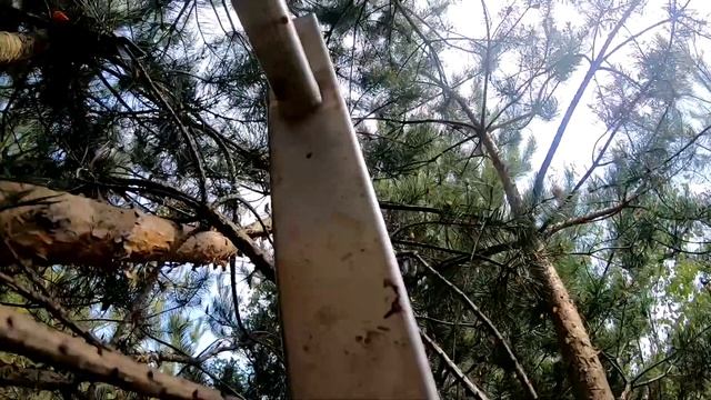 СПАСТИ птенцов СОРОКИ! Мишка Йорик. Истории Волшебного леса смотреть онлайн