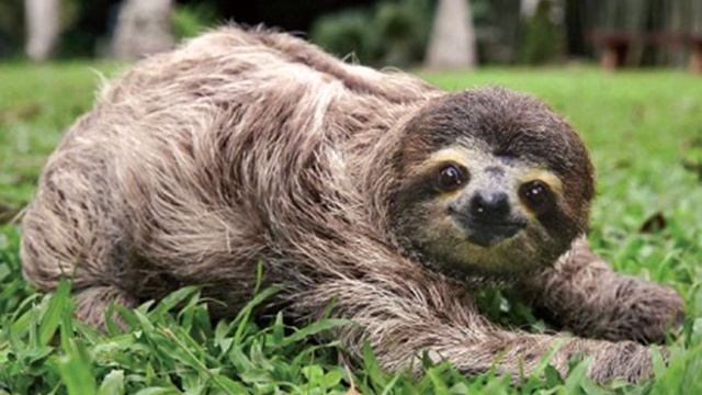 Amazing Sloth Facts: Get to Know the Lazy Wonders of the Animal Kingdom | Wildlife смотреть онлайн