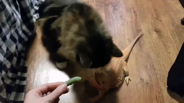 БОРОДАТАЯ АГАМА!!! СОДЕРЖАНИЕ УХОД И Т. П.