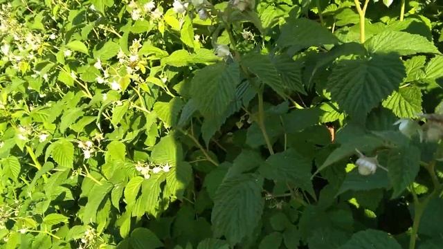 Прогулка по цветущей малине! Рай для пчёл! смотреть онлайн