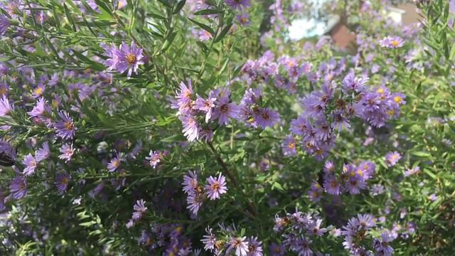 Lots of Insect Activity on New England Aster, Coastal NC смотреть онлайн