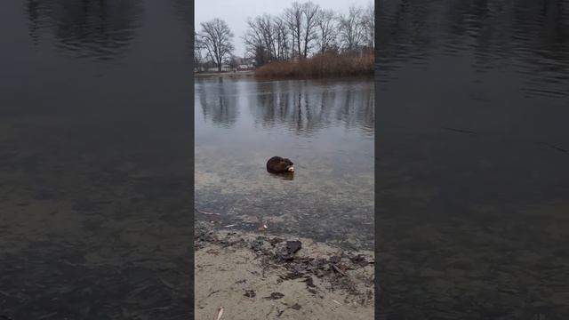 Нутрия, бобёр  кушает хлебушек ?