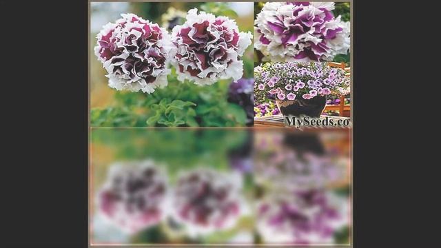 Pirouette Purple PETUNIA SEED FLOWER SEEDS on www.MySeeds.Co смотреть онлайн