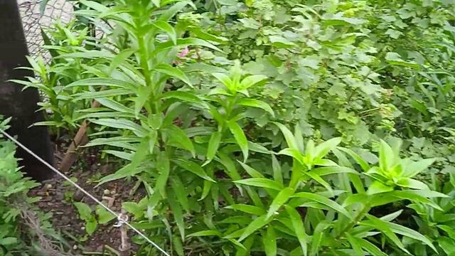 Второе цветение на моей клумбе! Пионы, колокольчик, наперстянка... смотреть онлайн