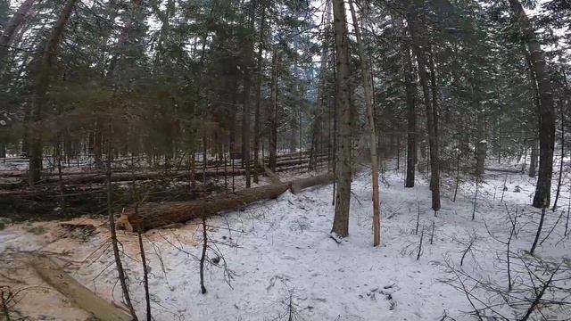 Сруб для дома. Приехал на делянку. Валка леса . [Жизнь в деревне] смотреть онлайн