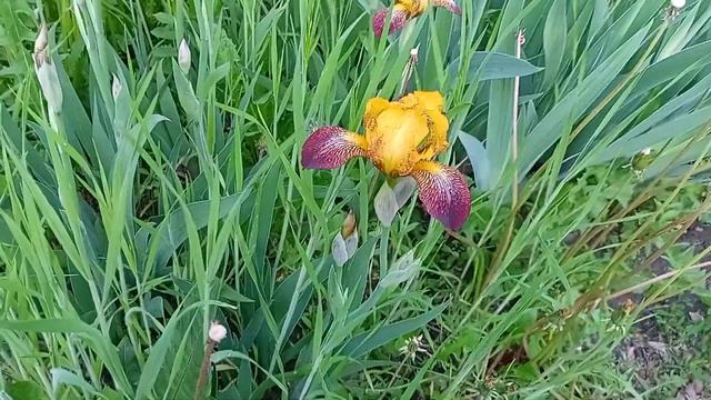 Ирис бордюрный Желтый верх с коричневыми лепестками смотреть онлайн