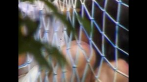 Подопытная свинка: Эксперимент дьявола (Guinea pig: Experiment devil)