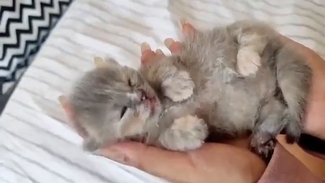 Munchkin fold so cute!!! смотреть онлайн