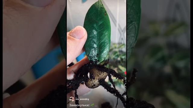 Замиокулькас 🌱#Замиокулькас#замик#zamioculcas#plants#цветы смотреть онлайн