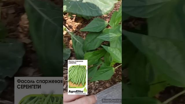 Про спаржевую фасоль