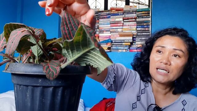 FITTONIA VERSCHAFFELTII RUBY RED