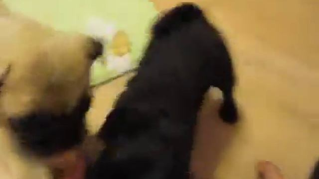 Черные мопсики смотреть онлайн