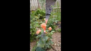 Роза Ann Henderson Энн Хендерсон  ( Fryer Великобритания, 2004)