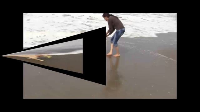 Golden Meadows Kennels | Lily Rose at the beach смотреть онлайн