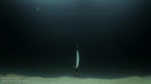 SWEDISH PIMPLE. Судаковая БЛЕСНА с одним вариантом игры! НЮАНСЫ АНИМАЦИИ. Подводные съемки