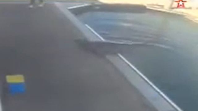 Наглый тюлень-грабитель шокировал покупателей магазина - видео смотреть онлайн