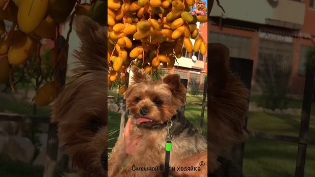 Йорк Пат | Огромный урожай желтых фиников смотреть онлайн