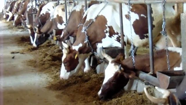 Чем кормить корову? Классификация кормов смотреть онлайн