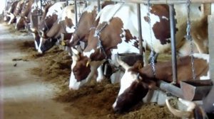 Чем кормить корову? Классификация кормов