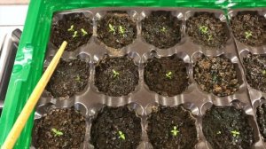 ЭУСТОМА. Уход за эустомой.Подсветка эустомы.Подкормки для эустомы.Новые сорта эустомы!