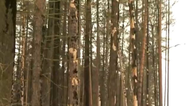 Борьба с короедом-типографом в Балашихе смотреть онлайн