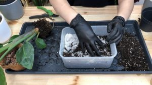 Стрелиция Николая и Регина – обзор и пересадка.