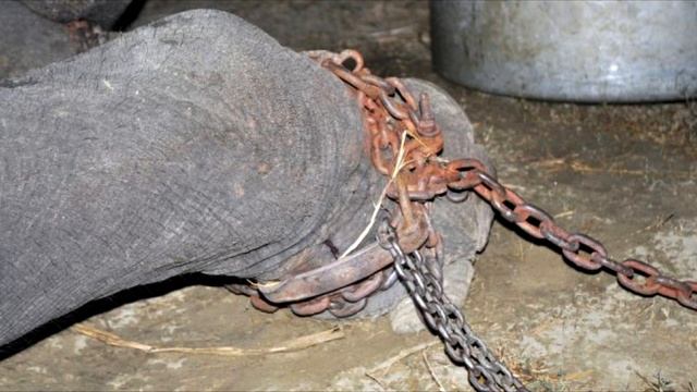 Слон заплакал, когда его спасли после 50 лет адских мучений смотреть онлайн