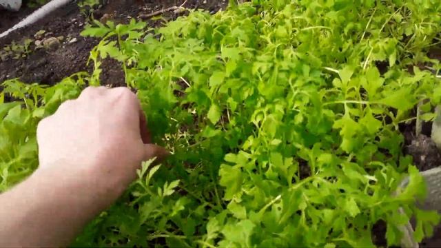 Редис рассадой. Результат Эксперимента. Сажать или нет. Мои Огурцы. Теплица без отопления. смотреть онлайн