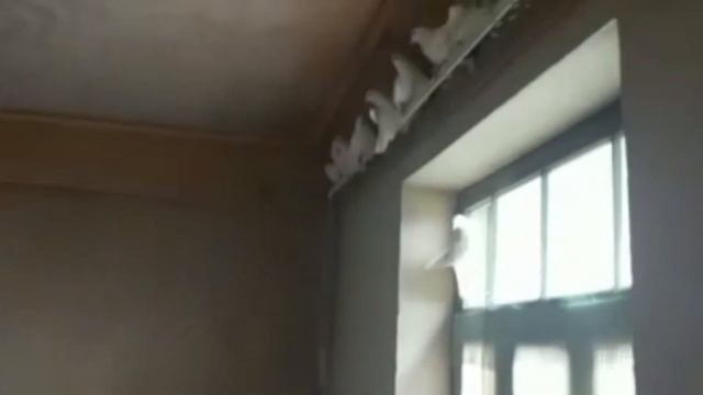 Продаются Бакинские Широкохвостые голуби! Белые черные Чили! смотреть онлайн