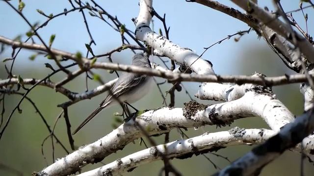 трясогузка самка смотреть онлайн
