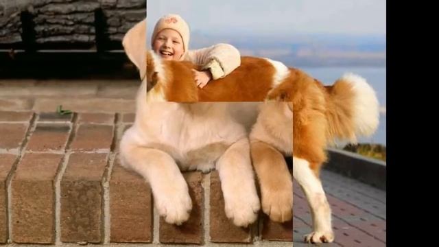 ТОП 5 Самых добрых собак в мире смотреть онлайн