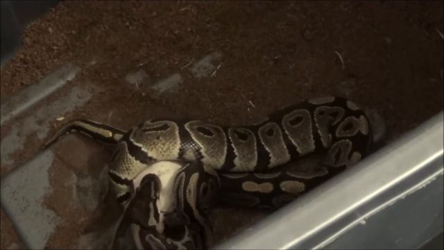 Male Ball Python Eating Mouse Time Lapse (x4) HD смотреть онлайн