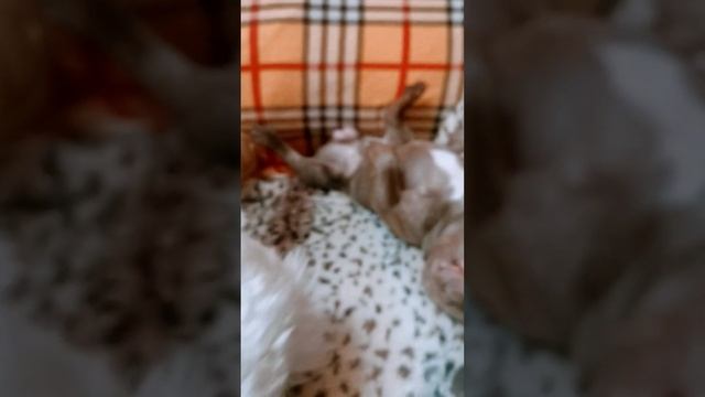 Охраняю сон любимого. Мальтийская болонка. Французский бульдог. смотреть онлайн
