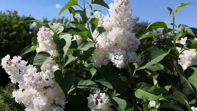 Сирень. Красавица Москвы. в полном роспуске . Конец мая . 2021 год. смотреть онлайн