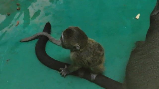 Мартышки бразза с малышами 22.12.2019 смотреть онлайн