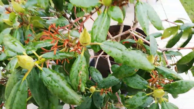 Rhododendron смотреть онлайн