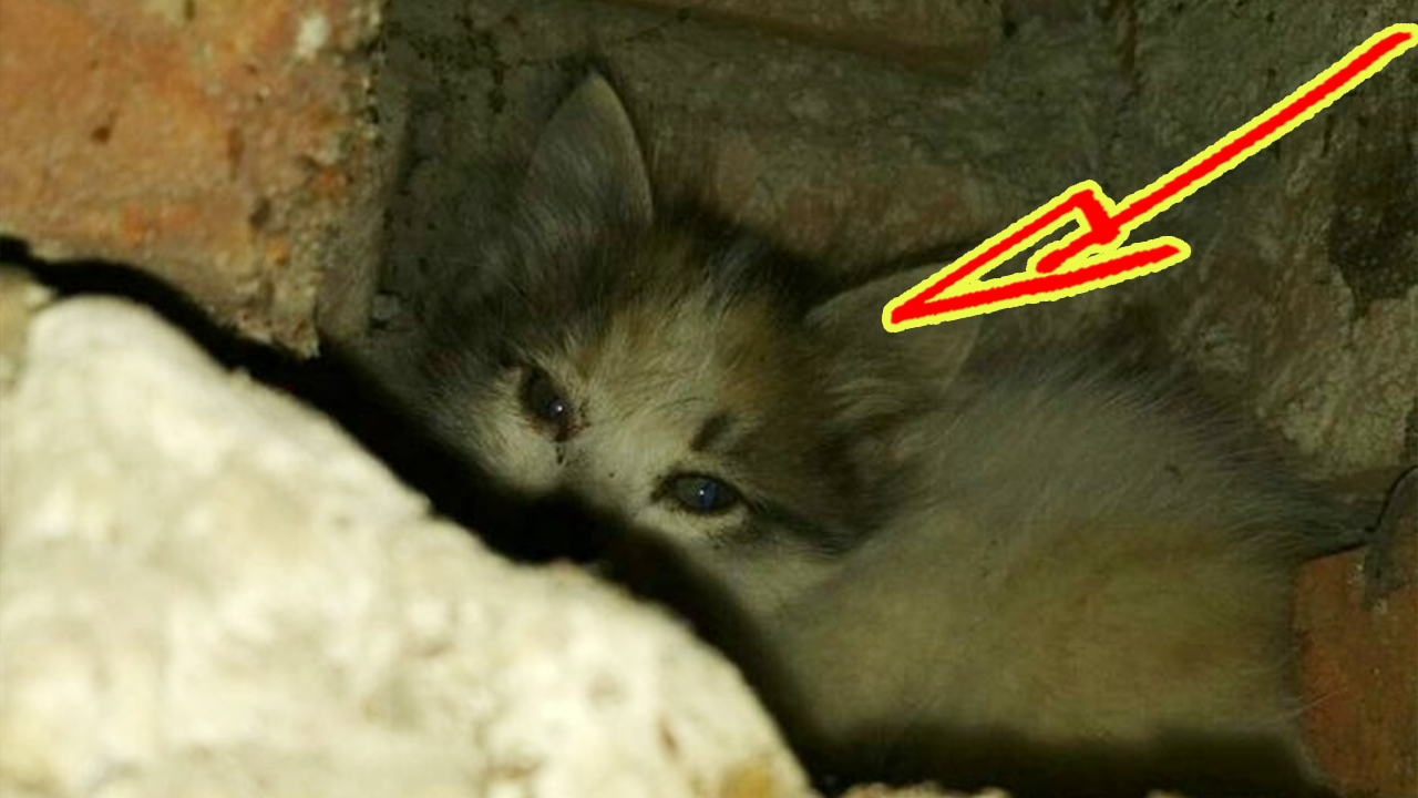 Почему оказалось, что месячный котёнок находился закрытым в вентиляционной шахте. смотреть онлайн