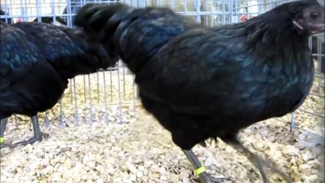 Zwerg-Sumatra Schwarz, 22.1.2012 Näfels, Sumatra Chicken
