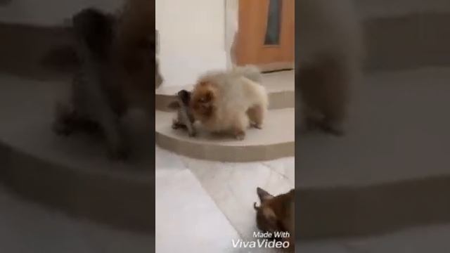 Щенки Франзского бульдога смотреть онлайн
