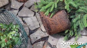 ❗Ель Инверса пендула в ландшафте ❗Посадка ели Инверса пендула