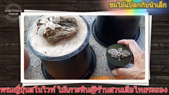 พรมญี่ปุ่นสโนไวท์ ไม้เลี้ยงเกาะหิน смотреть онлайн