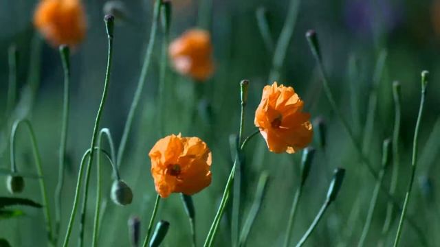 подруга смотреть онлайн