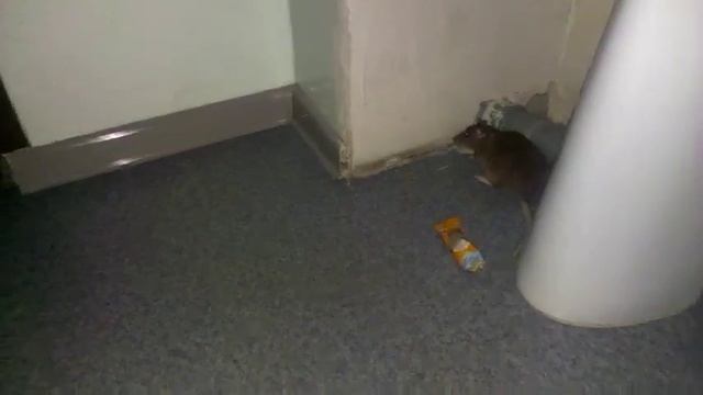 щури 1 смотреть онлайн