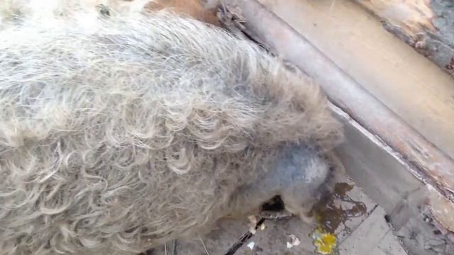 Венгерская мангалица в нашем хозяйстве. смотреть онлайн