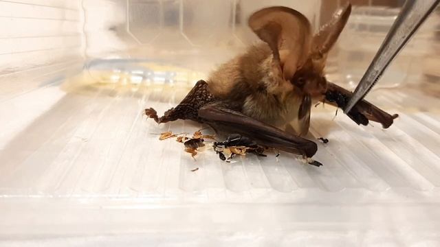 Ушастый хищник лопает тариков смотреть онлайн