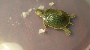 Кормление маленькой красноухой черепахи ? Feeding a little turtle