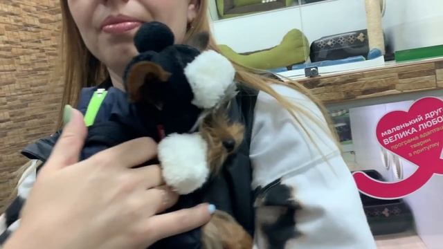 Первый день с собакой | Покупки смотреть онлайн